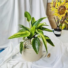실내공기정화 관리쉬운 선물용 플랜테리어, 식물1개(40%할인)