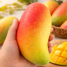 [백화점납품] 프리미엄 고당도 마하차녹 무지개망고, 1박스, 무지개망고 1kg(3과내외)