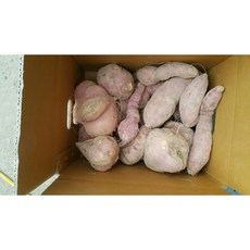 조은해남 꿀밤고구마 호박고구마, 10kg 못난이 (꿀,호박 랜덤발송), 1개