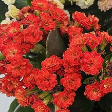 키우기 쉬운 꽃 카랑코에&칼란디바 [색상선택+받침포함] 꽃 다육이 키우기쉬운식물, 1개, 칼란디바(겹꽃)-빨강