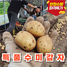 [타임특가] 프리미엄 국내산 수미감자, 1개, 2kg (중)