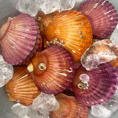 홍가리비 세척가리비 선별가리비 1kg 25미 내외, 1개, 가리비 1kg