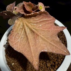 布楚禮 彩葉麒麟 世界樹系列 425