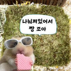(내일도착) 햄스터 천연 이끼 굴 베딩 자연주의, 1개, 50g