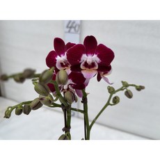 [신라난농원]호접란.성공. 쌍대.(고급스럽고 자주빨강) 꽃모양이예쁘고 꽃색상이 화려함.필독뒷사진참고., 1개