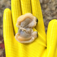 국산 깐 왕바지락 생 바지락살, 2개, 250g