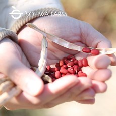 2025년 햇 국산 팥 1kg 적두 붉은팥, 1개