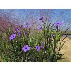 도은들꽃/루엘리아 보라색 소품3개 한셋트/우창꽃