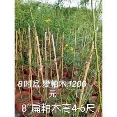 霏霏園藝8吋盆變軸木盆栽 獨特造型 易於照料 增添生活品味, 1個