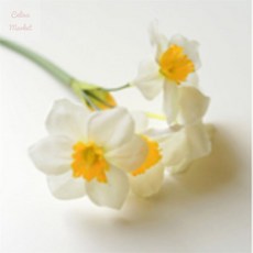 챌리나마켓 흰수선화 1개입 촬영소품조화