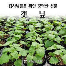 [모종심는아빠] 집사님들을 위한 강력한 선물 캣닙 모종 컵포트, 1개