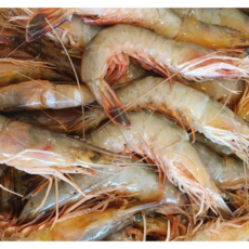 바른바다 신진도 자연산 대하 600g(13~17미), 1개, 600g