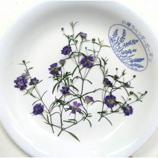 小樽ラベンダーガーデン 紫色霞草乾燥花