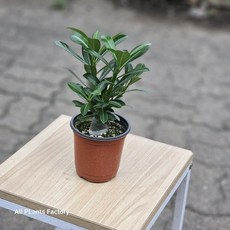 석화 사막의장미 바오밥나무 아프리카식물 소품 에이피플랜츠, 1개, 기본