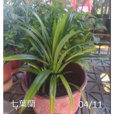 花花世界 七葉蘭 香蘭葉 斑蘭葉 5-6吋盆 高10-30公分, 1個, 綠葉七葉蘭(A)