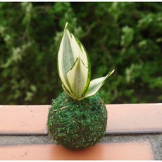 花樣渼栽盆栽生活館 哈尼虎尾蘭桌上型小苔球，室內植物療癒小物，辦公室桌面綠植首選, 哈尼虎尾蘭-綠球體