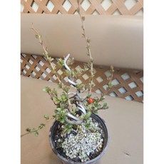 팅커벨 장수매(소), 1개