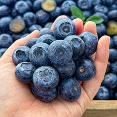 입안 가득 대왕킹 블루베리, 4개, 125g