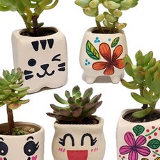 다육식물 화분만들기 화분가꾸기