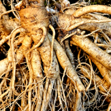 풍기인삼 풍기홍삼마을 못난이 1채 세척인삼, 750g, 2개