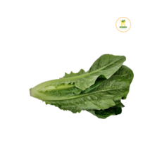 로메인 (1kg) 샐러드채소 쌈채소 유럽샐러드채소 가락몰 가락시장직송 가락시장로메인, 1세트, 1kg