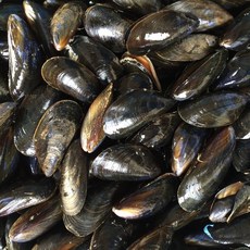 국내산 다듬이 홍합 당일채취 손질 세척, 1개, 홍합 10kg