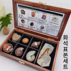 올원픽 화석 수집품 표본 삼엽충 고생물학 장식품, 1개, 기본 젖꼭지 단계