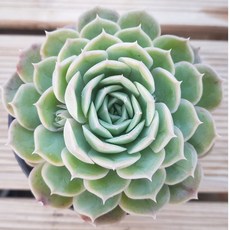 예쁜 다육식물 56가지 모아보기, 41번/온슬로우, 1개