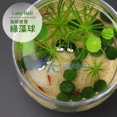 AC草影 (S) - 魚缸水草裝飾, 1個, 海綿寶寶綠藻球（S）