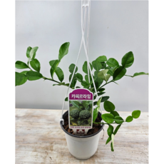 카피르라임나무 높이15~30cm, 1개