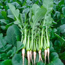 [채소한의식탁] 시원하고 아삭한 아삭열무+ 고소한 얼갈이 실속세트, 1개, 아삭열무2kg+얼갈이2kg