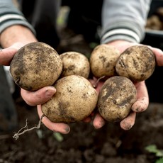 [한정수량 100박스] 국내산 감자, 1개, 5kg / 중(50~70g내외)