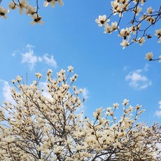 봄꽃 목련나무 백목련 접목1년 나무 묘목 정원조경수 꽃나무 노지월동 (목하원예조경)