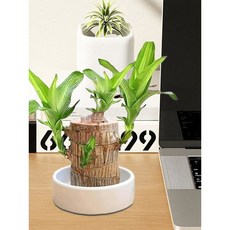 미니 브라질 행운의 나무 트레이 브라질 나무 트레이 수경 화분에 심은 나무 그루터기 흰색 접시 사무실 책상 장식품 트레이만, 1개