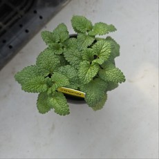 1+1 레몬밤 레몬향 식용허브, 1개, 기본