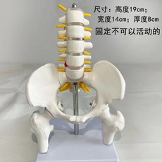 인간 골반 모형 뼈구조 인체 골격 요추 골반뼈 해부 실습, B. 고정 요추 골반 반 다리 5섹션