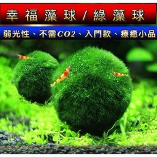 水晶壓克力躲避屋 繁殖屋 適用米蝦 水晶蝦 異形 異型 蝦屋 蝦窩 產卵洞, 1個