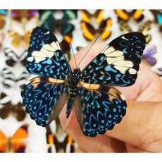 蟲新發現 蝴蝶標本A1 Hamadryas amphinome 蛺蝶 未展翅乾貨