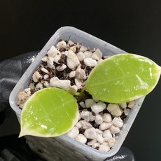 호야 아사미 우노소보 라쿠노사 바리에가타 동일품배송