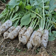 [산지직배송] 아삭하게 살아있는 강원도 알타리 무, 1개, 강원도 알타리 무 5kg