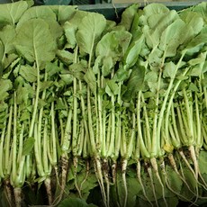 부드럽고 아삭한 열무 3kg 1박스, 1개