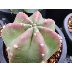 정화다육 다육식물 홍엽대불전 선인장, 1개