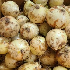 25년 국내산 햇양파 양파 최상품, 1박스, 5kg