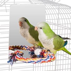 앵무새거울횟대, 1