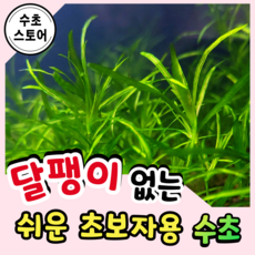 [수초스토어] 달팽이없는 나자스말 5줄기 구피 새우 어항 수초 쉬운 키우기 예쁜 은신처 중경 후경 음성 초보 자연 풍성한 치어 베타 열대어, 5개