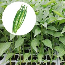 씨앗팜 비타민 고추모종(5개), 5개