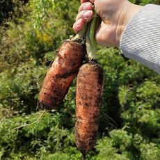 제주 구좌 흙당근 carrot, 1박스, 10kg (왕)