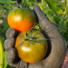 [2026 품평회 대상] 짭짤이 대저토마토 도매가, 1개, [일반과] 최상품 (S) 2.5kg