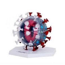 바이러스 구조 모형 과학교구 분자 해부학 사이언스키트 코로나 교보재, 1. 4D 코로나 모델