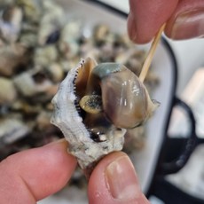 맵싸리 맵사리 안면도 손질 급냉 고동 보말(자숙) 250g 500g, 1개, 대숙 고동(자숙) 500g